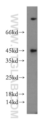 CCDC153 Antibody in Western Blot (WB)