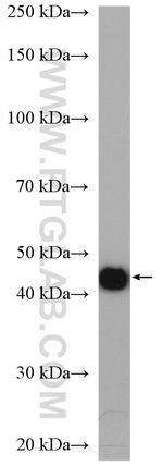 RLBP1L2 Antibody in Western Blot (WB)
