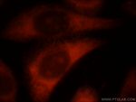 RLBP1L2 Antibody in Immunocytochemistry (ICC/IF)