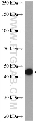 RLBP1L2 Antibody in Western Blot (WB)