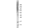 TNF alpha Polyclonal Antibody