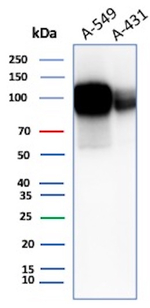 ALCAM (Activated Leukocyte Cell Adhesion Molecule)/CD166 Antibody in Western Blot (WB)