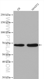 PAK1 Antibody in Western Blot (WB)