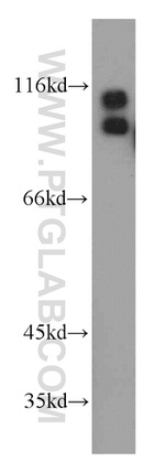 UHRF1 Antibody in Western Blot (WB)