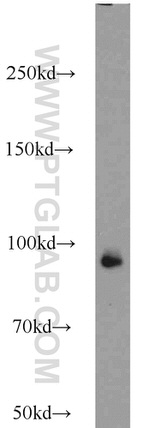 UHRF1 Antibody in Western Blot (WB)