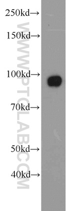 UHRF1 Antibody in Western Blot (WB)