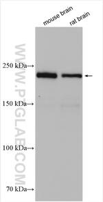 MYH10 Antibody in Western Blot (WB)