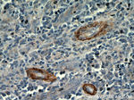 SMMHC Antibody in Immunohistochemistry (Paraffin) (IHC (P))