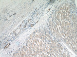 SMMHC Antibody in Immunohistochemistry (Paraffin) (IHC (P))