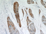 SMMHC Antibody in Immunohistochemistry (Paraffin) (IHC (P))