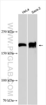 MRC2 Antibody in Western Blot (WB)