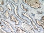 PLA2G4F Antibody in Immunohistochemistry (Paraffin) (IHC (P))