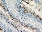PLA2G4F Antibody in Immunohistochemistry (Paraffin) (IHC (P))