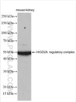 HIGD2A Antibody in Western Blot (WB)