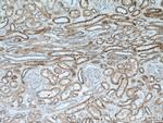 INPP5J Antibody in Immunohistochemistry (Paraffin) (IHC (P))