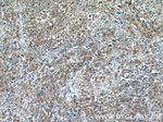 CDC42SE2 Antibody in Immunohistochemistry (Paraffin) (IHC (P))