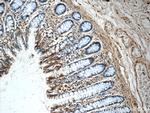 CDC42SE2 Antibody in Immunohistochemistry (Paraffin) (IHC (P))
