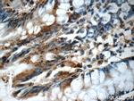 CDC42SE2 Antibody in Immunohistochemistry (Paraffin) (IHC (P))