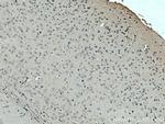 SLC24A6 Antibody in Immunohistochemistry (Paraffin) (IHC (P))
