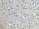 CLSTN2 Antibody in Immunohistochemistry (Paraffin) (IHC (P))