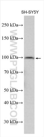 CLSTN2 Antibody in Western Blot (WB)