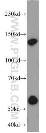 Rubicon Antibody in Western Blot (WB)