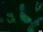 DDRGK1 Antibody in Immunocytochemistry (ICC/IF)