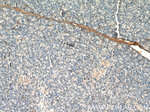 DDRGK1 Antibody in Immunohistochemistry (Paraffin) (IHC (P))