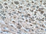 DDRGK1 Antibody in Immunohistochemistry (Paraffin) (IHC (P))