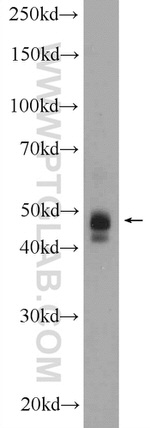 DDRGK1 Antibody in Western Blot (WB)