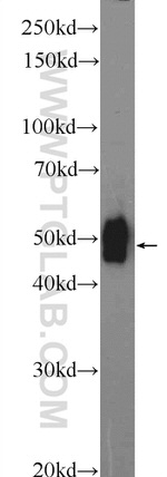 DDRGK1 Antibody in Western Blot (WB)