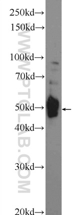 DDRGK1 Antibody in Western Blot (WB)