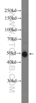 DDRGK1 Antibody in Western Blot (WB)