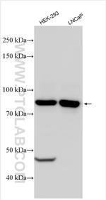 TTLL12 Antibody in Western Blot (WB)