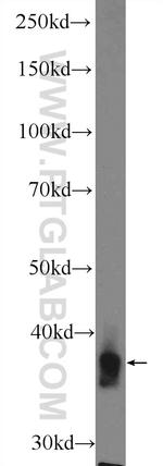 PVRIG Antibody in Western Blot (WB)