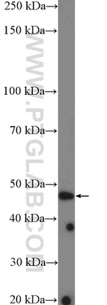 ASB6 Antibody in Western Blot (WB)