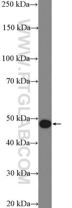 ASB6 Antibody in Western Blot (WB)