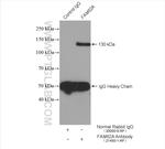 FAM62A Antibody in Immunoprecipitation (IP)