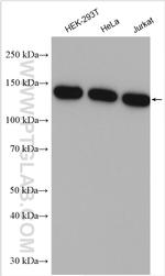 FAM62A Antibody in Western Blot (WB)