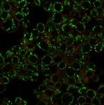 EZH2/KMT6 Monoclonal Antibody (EZH2/2536)