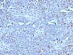 EZH2/KMT6 Antibody in Immunohistochemistry (Paraffin) (IHC (P))