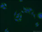 PRH1 Antibody in Immunocytochemistry (ICC/IF)