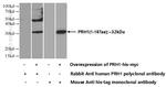 PRH1 Antibody in Western Blot (WB)