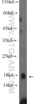 PRH1 Antibody in Western Blot (WB)