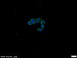 C21orf59 Antibody in Immunocytochemistry (ICC/IF)