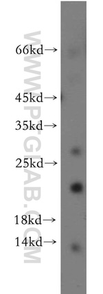 C1orf57 Antibody in Western Blot (WB)