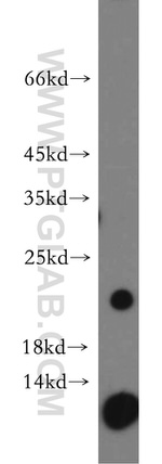 C1orf57 Antibody in Western Blot (WB)