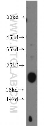 C1orf57 Antibody in Western Blot (WB)
