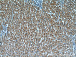 TMEM230 Antibody in Immunohistochemistry (Paraffin) (IHC (P))