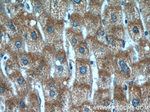 TMEM230 Antibody in Immunohistochemistry (Paraffin) (IHC (P))